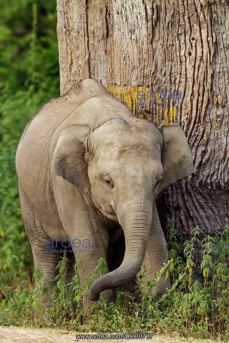 : 80184661 Indian / Asian Elephant - young Corbett : 80184661 Indian / Asian Elephant - young Corbett
