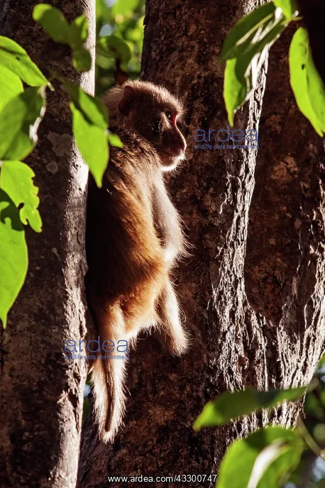: 80184662 Rhesus Monkey Corbett National Park, India : 80184662 Rhesus Monkey Corbett National Park, India