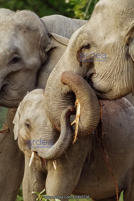 : 80184663 Indian / Asian Elephant - mother and young : 80184663 Indian / Asian Elephant - mother and young