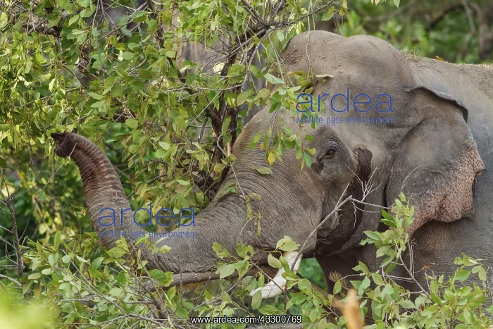 : 80184664 Indian / Asian Elephant - musth Corbett : 80184664 Indian / Asian Elephant - musth Corbett