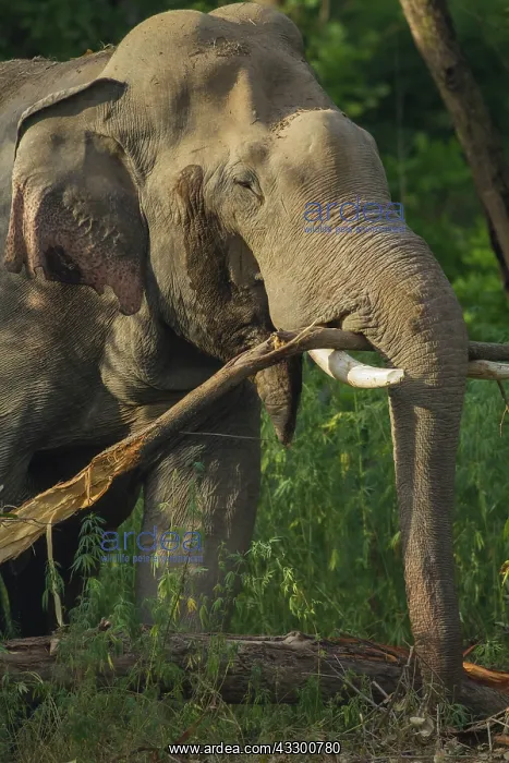 : 80184665 Indian / Asian Elephant - breaking the : 80184665 Indian / Asian Elephant - breaking the