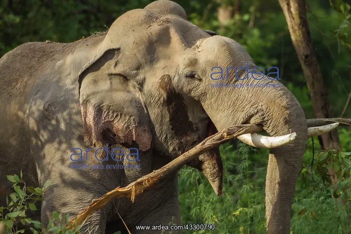  : 80184666 Indian  /  Asian Elephant - breaking the