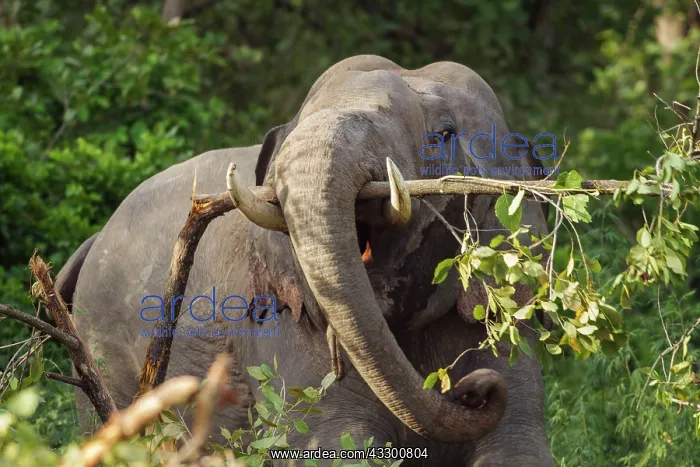  : 80184667 Indian  /  Asian Elephant - breaking the