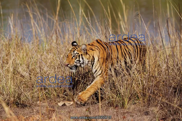 : 80184668 Royal Bengal Tiger Tadoba Andheri Tiger : 80184668 Royal Bengal Tiger Tadoba Andheri Tiger