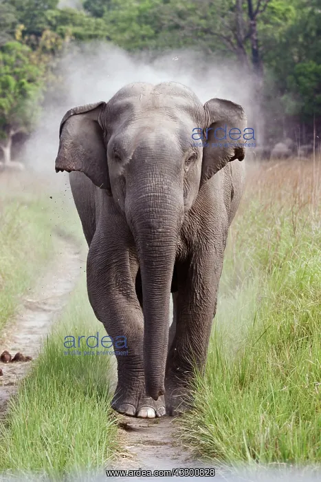 : 80184669 Indian / Asian Elephant Corbett National : 80184669 Indian / Asian Elephant Corbett National