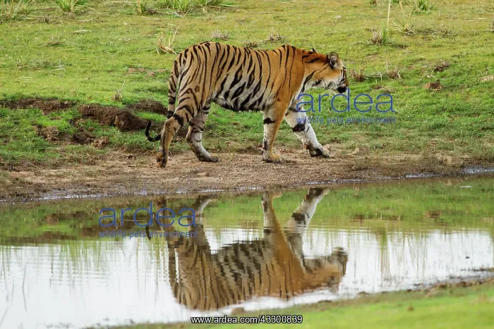 : 80184670 Royal Bengal Tiger Tadoba Andheri Tiger : 80184670 Royal Bengal Tiger Tadoba Andheri Tiger