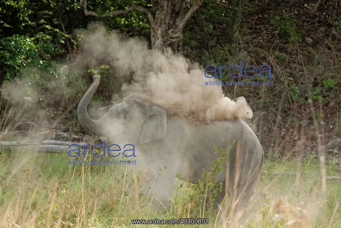 : 80184671 Indian / Asian Elephant - taking dust bath : 80184671 Indian / Asian Elephant - taking dust bath