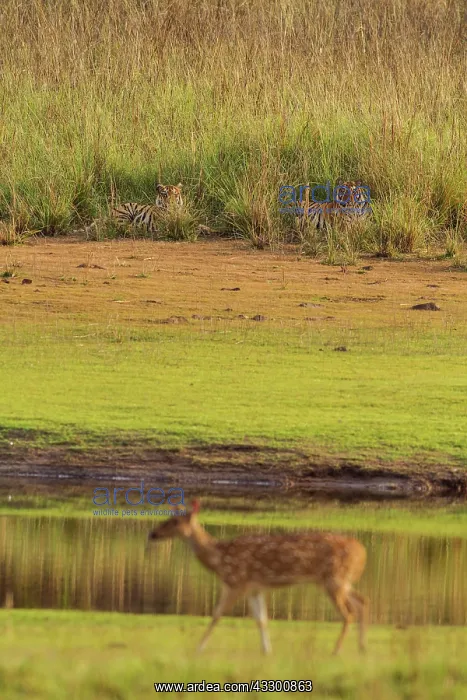 : 80184672 Royal Bengal Tigers - sitting in grass : 80184672 Royal Bengal Tigers - sitting in grass