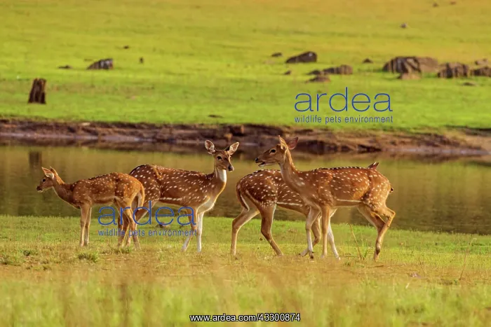 : 80184673 Spotted Deer - near water Tadoba Andheri : 80184673 Spotted Deer - near water Tadoba Andheri