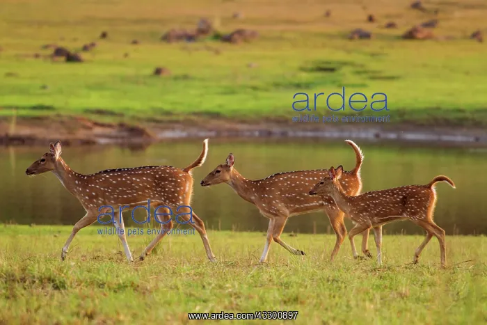 : 80184675 Spotted Deer - near water Tadoba Andheri : 80184675 Spotted Deer - near water Tadoba Andheri