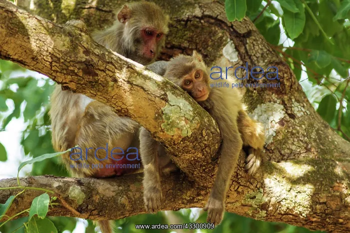 : 80184676 Rhesus Monkeys - grooming Corbett National : 80184676 Rhesus Monkeys - grooming Corbett National