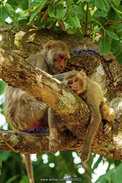 : 80184677 Rhesus Monkeys - grooming Corbett National : 80184677 Rhesus Monkeys - grooming Corbett National