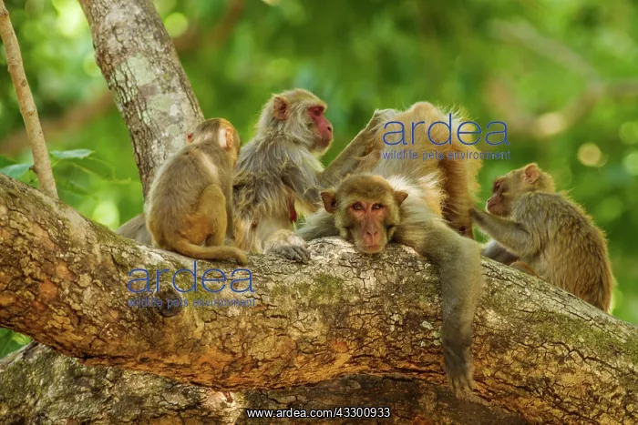 : 80184678 Rhesus Monkeys - grooming Corbett National : 80184678 Rhesus Monkeys - grooming Corbett National