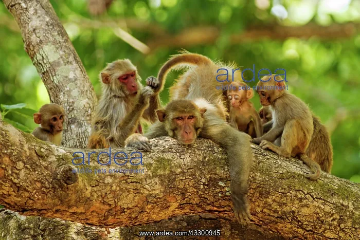 : 80184679 Rhesus Monkeys - grooming Corbett National : 80184679 Rhesus Monkeys - grooming Corbett National