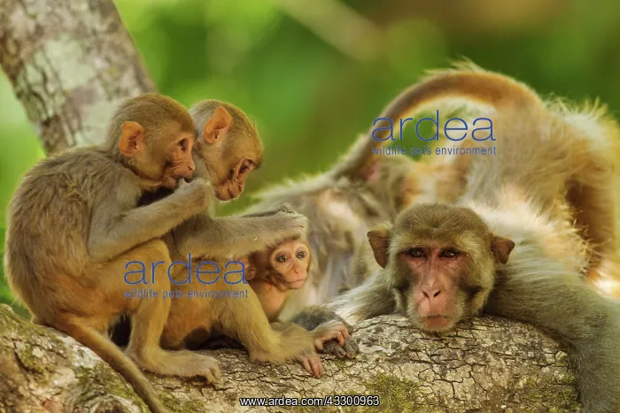 : 80184680 Rhesus Monkeys - grooming Corbett National : 80184680 Rhesus Monkeys - grooming Corbett National