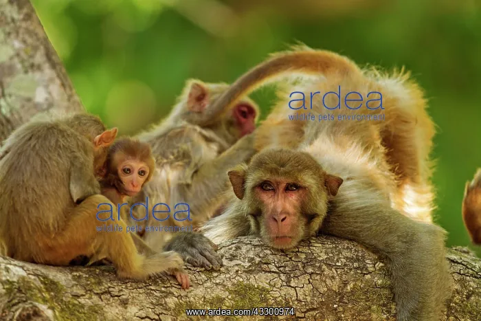 : 80184681 Rhesus Monkeys - grooming Corbett National : 80184681 Rhesus Monkeys - grooming Corbett National