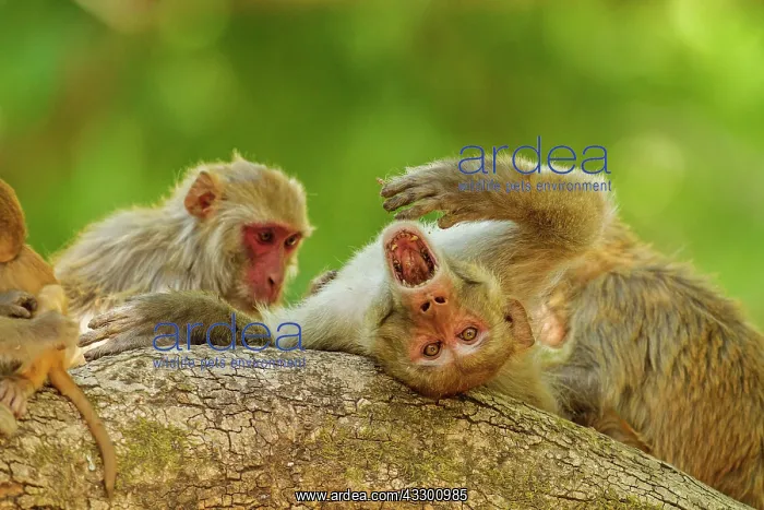 : 80184682 Rhesus Monkeys - grooming Corbett National : 80184682 Rhesus Monkeys - grooming Corbett National