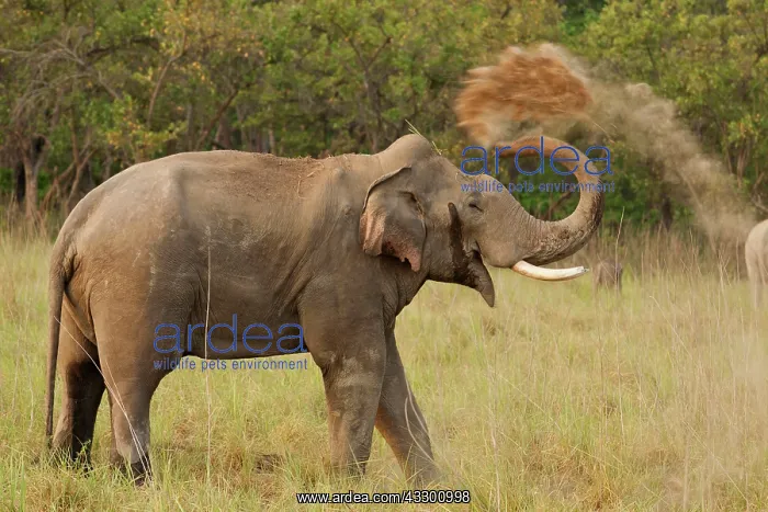 : 80184683 Indian / Asian Elephant - in musth taking : 80184683 Indian / Asian Elephant - in musth taking