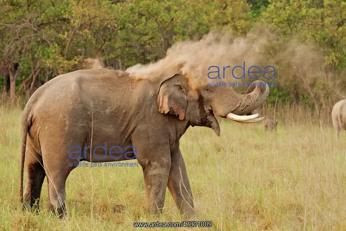 : 80184684 Indian / Asian Elephant - in musth taking : 80184684 Indian / Asian Elephant - in musth taking