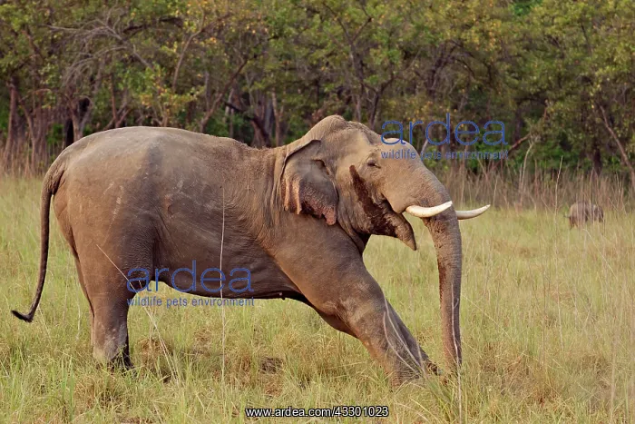 : 80184685 Indian / Asian Elephant - stretching Corbett : 80184685 Indian / Asian Elephant - stretching Corbett