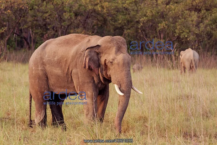 : 80184686 Indian / Asian Elephant - tusker Corbett : 80184686 Indian / Asian Elephant - tusker Corbett