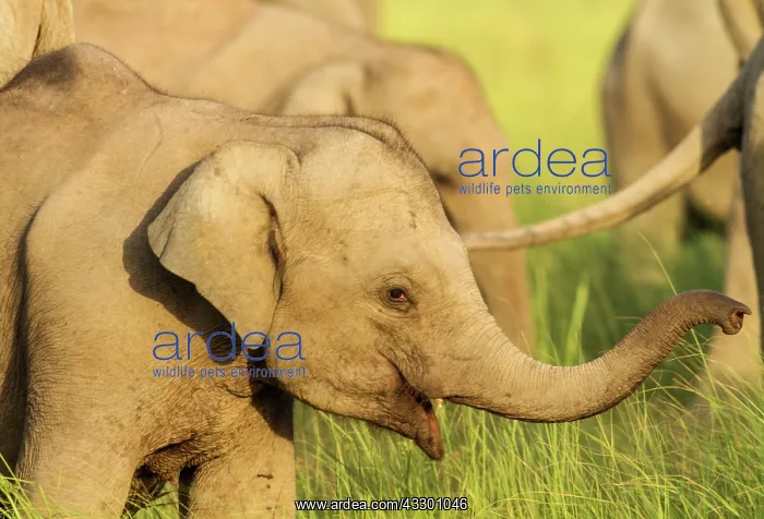: 80184687 Indian / Asian Elephant - young Corbett : 80184687 Indian / Asian Elephant - young Corbett