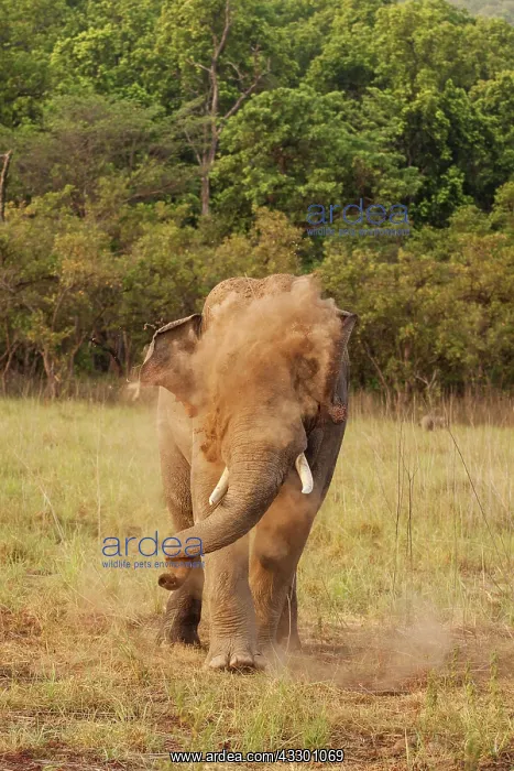 : 80184689 Indian / Asian Elephant - in musth taking : 80184689 Indian / Asian Elephant - in musth taking
