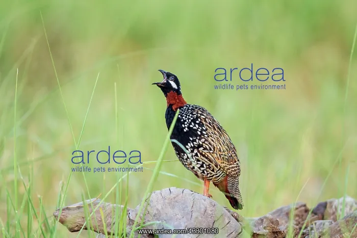 : 80184690 Black Francolin - calling Corbett National : 80184690 Black Francolin - calling Corbett National