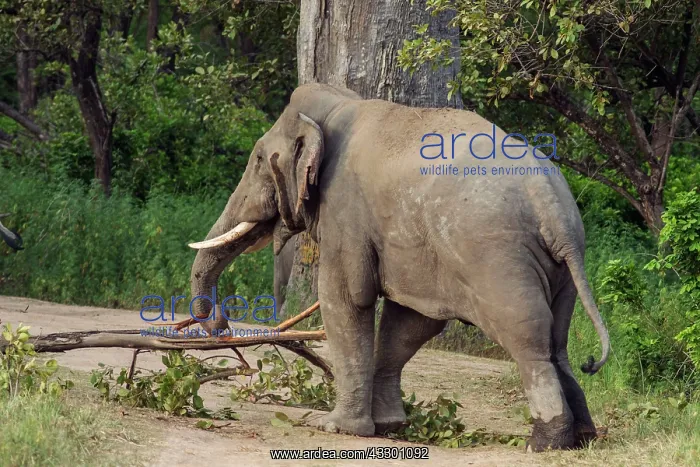 : 80184691 Indian / Asian Elephant - male lifting : 80184691 Indian / Asian Elephant - male lifting