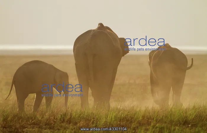 : 80184692 Indian / Asian Elephant Corbett National : 80184692 Indian / Asian Elephant Corbett National