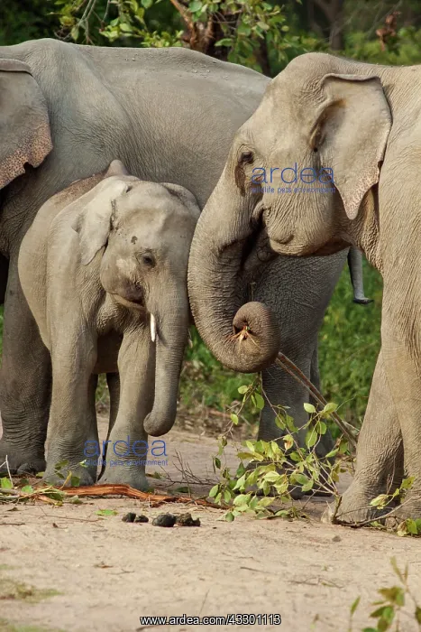 : 80184693 Indian / Asian Elephant - with calf Corbett : 80184693 Indian / Asian Elephant - with calf Corbett
