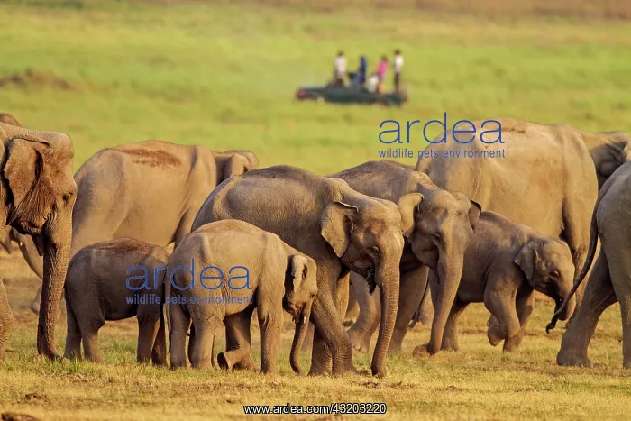 : 80184694 Indian / Asian Elephant - with tourists : 80184694 Indian / Asian Elephant - with tourists