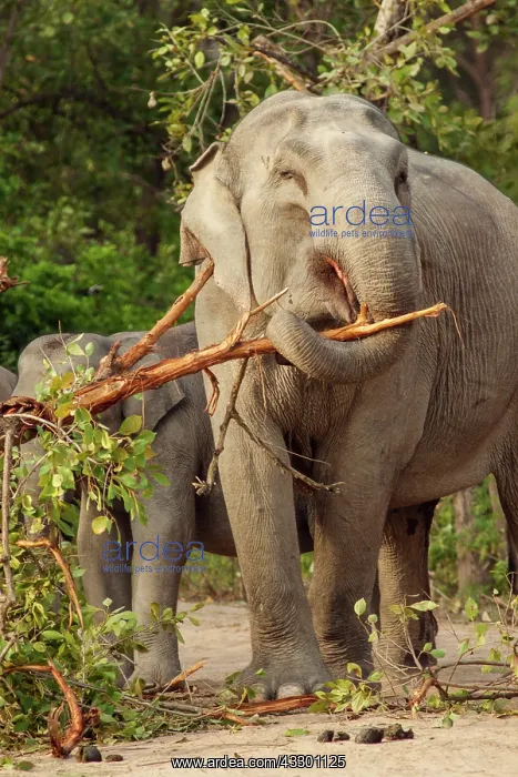  : 80184695 Indian  /  Asian Elephant - breaking tree