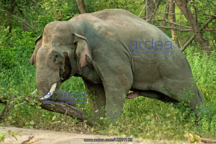 : 80184696 Indian / Asian Elephant - breaking tree : 80184696 Indian / Asian Elephant - breaking tree