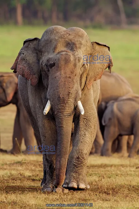 : 80184697 Indian / Asian Elephant Corbett National : 80184697 Indian / Asian Elephant Corbett National