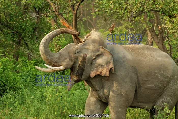 : 80184699 Indian / Asian Elephant - breaking tree : 80184699 Indian / Asian Elephant - breaking tree