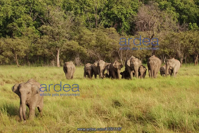 : 80184701 Indian / Asian Elephant - herd in Dhikala : 80184701 Indian / Asian Elephant - herd in Dhikala
