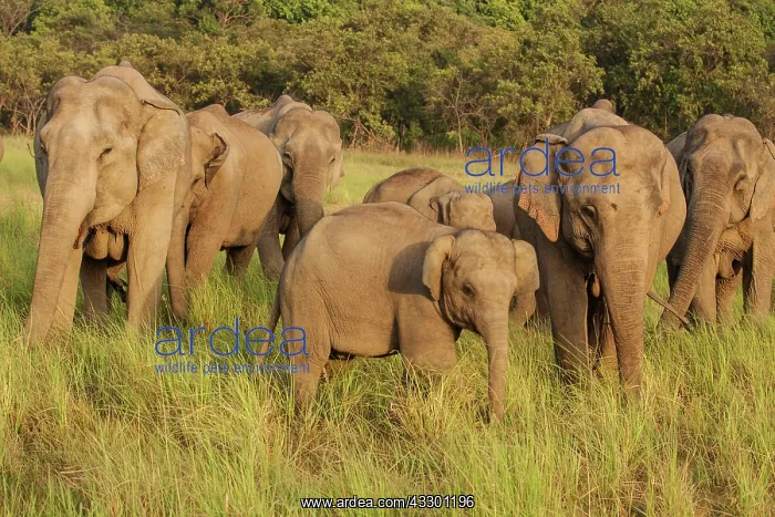 : 80184702 Indian / Asian Elephant - herd in Dhikala : 80184702 Indian / Asian Elephant - herd in Dhikala