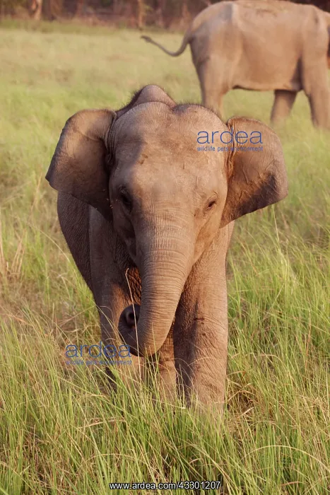 : 80184703 Indian / Asian Elephant - young Corbett : 80184703 Indian / Asian Elephant - young Corbett