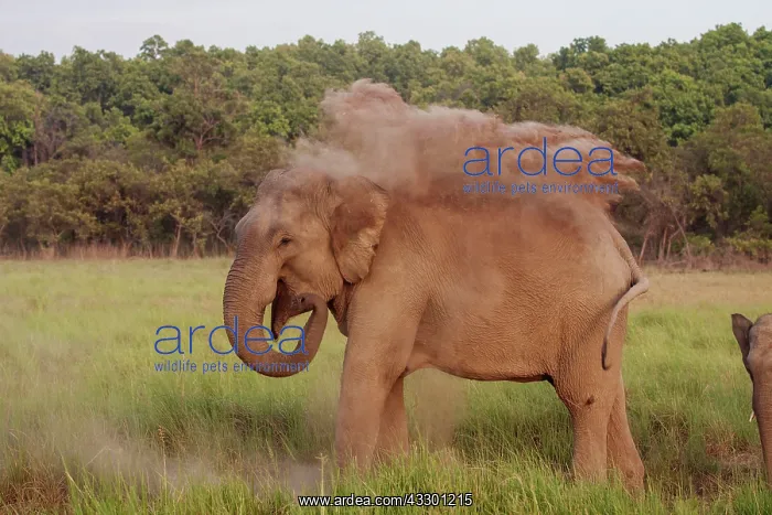 : 80184704 Indian / Asian Elephant - taking dust bath : 80184704 Indian / Asian Elephant - taking dust bath