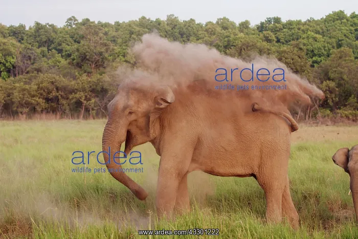 : 80184705 Indian / Asian Elephant - taking dust bath : 80184705 Indian / Asian Elephant - taking dust bath