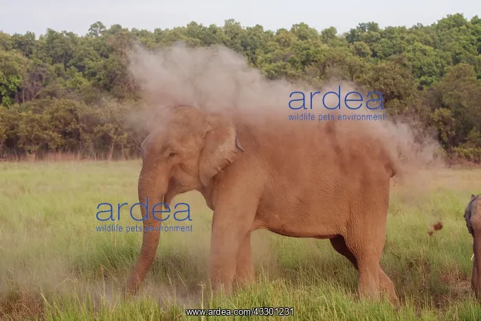 : 80184706 Indian / Asian Elephant - taking dust bath : 80184706 Indian / Asian Elephant - taking dust bath