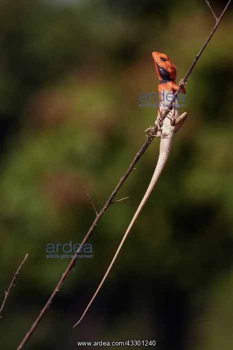 : 80184707 Chameleon Corbett National Park, India : 80184707 Chameleon Corbett National Park, India