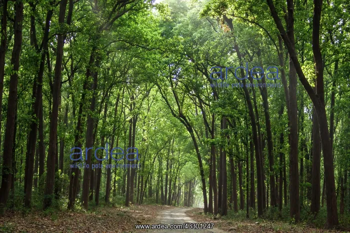 : 80184708 Track / Road - through trees Corbett National : 80184708 Track / Road - through trees Corbett National