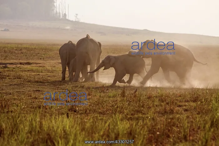 : 80184709 Indian / Asian Elephant - young playing : 80184709 Indian / Asian Elephant - young playing