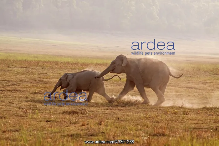 : 80184710 Indian / Asian Elephant - young playing : 80184710 Indian / Asian Elephant - young playing