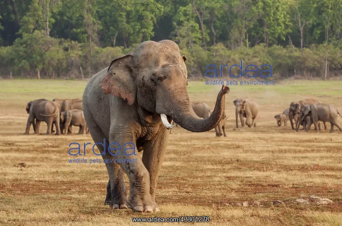 : 80184711 Indian / Asian Elephant - tusker moving : 80184711 Indian / Asian Elephant - tusker moving