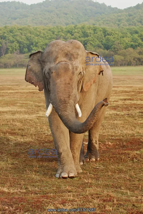 : 80184712 Indian / Asian Elephant - tusker in musth : 80184712 Indian / Asian Elephant - tusker in musth