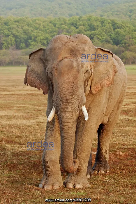 : 80184713 Indian / Asian Elephant - tusker in musth : 80184713 Indian / Asian Elephant - tusker in musth