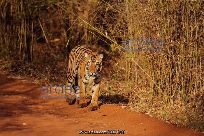 : 80184714 Royal Bengal Tiger - in bamboo forest Tadoba : 80184714 Royal Bengal Tiger - in bamboo forest Tadoba